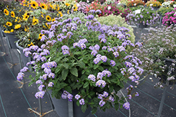 Augusta Lavender Heliotrope (Heliotropium arborescens 'WNHPAULAV') at Lakeshore Garden Centres