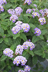 Augusta Lavender Heliotrope (Heliotropium arborescens 'WNHPAULAV') at Lakeshore Garden Centres
