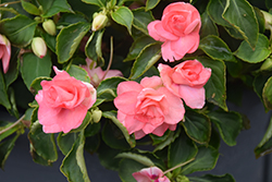 Rockapulco Orange Shades Impatiens (Impatiens 'Balfiecoran') at Lakeshore Garden Centres