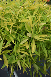 Illusion Emerald Lace Sweet Potato Vine (Ipomoea batatas 'Illusion Emerald Lace') at Lakeshore Garden Centres