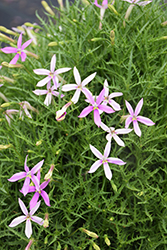 Patti's Pink Isotoma (Isotoma axillaris 'ISOPAPI') at Lakeshore Garden Centres