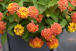 Luscious Basket Tangelo Lantana (Lantana camara 'Luscious Basket Tangelo') at Lakeshore Garden Centres