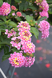 Luscious Pinkberry Blend Lantana (Lantana camara 'Luscious Pinkberry Blend') at Lakeshore Garden Centres