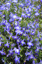 Laguna Compact Blue with Eye Lobelia (Lobelia erinus 'Lobetis') at Lakeshore Garden Centres