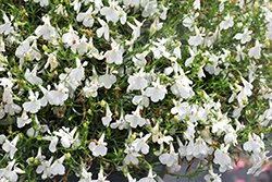 Laguna Cloud White Lobelia (Lobelia erinus 'WNLOLACLWH') at Lakeshore Garden Centres