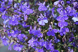 Laguna Dark Blue Lobelia (Lobelia erinus 'USLOB0901') at Lakeshore Garden Centres