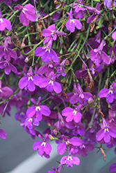 Laguna Ultraviolet Lobelia (Lobelia erinus 'Laguna Ultraviolet') at Lakeshore Garden Centres