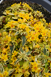 Waikiki Sunset Loosestrife (Lysimachia congestiflora 'Waikiki Sunset') at Lakeshore Garden Centres
