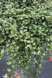 Big Leaf Creeping Wire Vine (Muehlenbeckia complexa 'Big Leaf') at Lakeshore Garden Centres