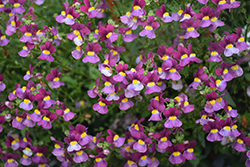 Aromance Mulberry Nemesia (Nemesia 'Aromance Mulberry') at Lakeshore Garden Centres