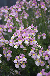 Aromance&reg Pink Nemesia (Nemesia 'INNEMAROPI') at Lakeshore Garden Centres