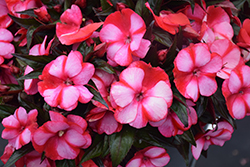 Infinity Blushing Crimson New Guinea Impatiens (Impatiens hawkeri 'Kiamuna') at Lakeshore Garden Centres