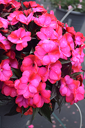 Infinity Blushing Lilac New Guinea Impatiens (Impatiens hawkeri 'Visinfblla') at Lakeshore Garden Centres