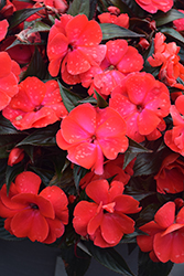 Infinity Cherry Red New Guinea Impatiens (Impatiens hawkeri 'Visinfchrimp') at Lakeshore Garden Centres