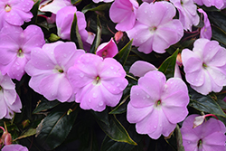 Infinity Lavender New Guinea Impatiens (Impatiens hawkeri 'Infinity Lavender') at Lakeshore Garden Centres