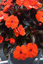 Infinity Orange New Guinea Impatiens (Impatiens hawkeri 'Visinforimp') at Lakeshore Garden Centres