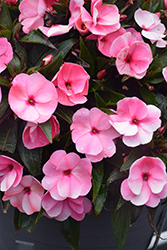 Infinity Pink New Guinea Impatiens (Impatiens hawkeri 'Visinpink') at Lakeshore Garden Centres