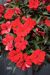 Infinity Red New Guinea Impatiens (Impatiens hawkeri 'Vinfsalbis') at Lakeshore Garden Centres