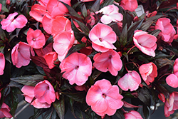 Infinity Salmon New Guinea Impatiens (Impatiens hawkeri 'Visinfsalimp') at Lakeshore Garden Centres