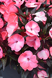 Infinity Salmon New Guinea Impatiens (Impatiens hawkeri 'Visinfsalimp') at Lakeshore Garden Centres