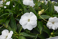 Infinity White New Guinea Impatiens (Impatiens hawkeri 'Visinfwhiimp') at Lakeshore Garden Centres