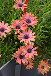 Bright Lights Horizon Sunset African Daisy (Osteospermum 'Bright Lights Horizon Sunset') at Lakeshore Garden Centres