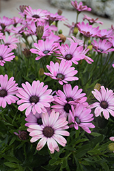 Bright Lights Pink African Daisy (Osteospermum 'INOSTEPINK') at Lakeshore Garden Centres