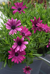 Bright Lights Purple African Daisy (Osteospermum 'Bright Lights Purple') at Lakeshore Garden Centres