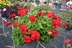 Boldly Dark Red Geranium (Pelargonium 'Boldly Dark Red') at Lakeshore Garden Centres
