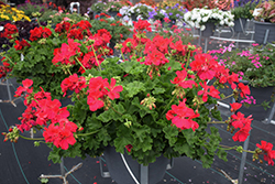 Boldly Hot Pink Geranium (Pelargonium 'Boldly Hot Pink') at Lakeshore Garden Centres