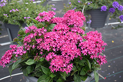 Sunstar Lavender Egyptian Star Flower (Pentas lanceolata 'Sunstar Lavender') at Lakeshore Garden Centres