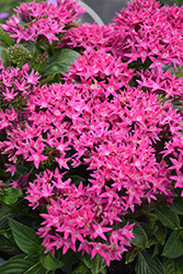 Sunstar Lavender Egyptian Star Flower (Pentas lanceolata 'Sunstar Lavender') at Lakeshore Garden Centres