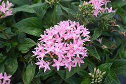 Sunstar Pink Egyptian Star Flower (Pentas lanceolata 'Sunstar Pink') at Lakeshore Garden Centres
