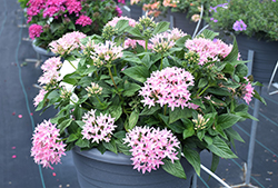 Sunstar Pink Egyptian Star Flower (Pentas lanceolata 'Sunstar Pink') at Lakeshore Garden Centres