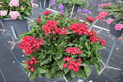Sunstar Red Egyptian Star Flower (Pentas lanceolata 'Sunstar Red') at Lakeshore Garden Centres