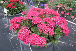 Sunstar Rose Egyptian Star Flower (Pentas lanceolata 'Sunstar Rose') at Lakeshore Garden Centres