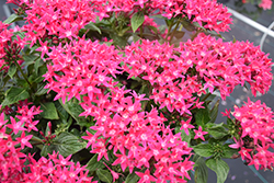 Sunstar Rose Egyptian Star Flower (Pentas lanceolata 'Sunstar Rose') at Lakeshore Garden Centres