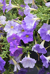 Supertunia Blue Skies Petunia (Petunia 'KL1117mut1') at A Very Successful Garden Center