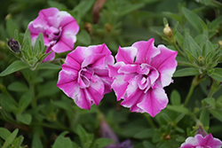Supertunia Sharon Double Petunia (Petunia 'BBTUN22503') at Lakeshore Garden Centres