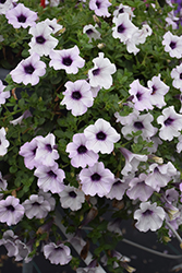 Supertunia Blue Veined Petunia (Petunia 'CONBLUE') at Lakeshore Garden Centres