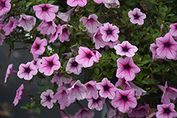Supertunia Rose Veined Petunia (Petunia 'USTUN53402') at Lakeshore Garden Centres