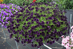 Supertunia Mini Vista Midnight Petunia (Petunia 'Supertunia Mini Vista Midnight') at Lakeshore Garden Centres