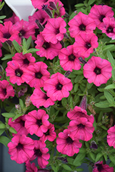 Supertunia Mini Vista Sweet Sangria Petunia (Petunia 'Supertunia Mini Vista Sweet Sangria') at Lakeshore Garden Centres