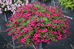 Supertunia Mini Vista Sweet Sangria Petunia (Petunia 'Supertunia Mini Vista Sweet Sangria') at Lakeshore Garden Centres