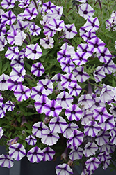 Supertunia Mini Vista Violet Star Petunia (Petunia 'USTUNJ1901') at Lakeshore Garden Centres