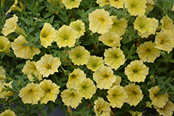 Supertunia Mini Vista Yellow Petunia (Petunia 'Supertunia Mini Vista Yellow') at Lakeshore Garden Centres