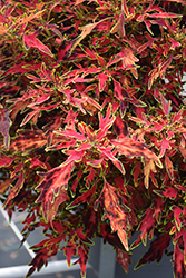 ColorBlaze Mini Me Watermelon Coleus (Solenostemon scutellarioides 'Mini Me Watermelon') at Lakeshore Garden Centres