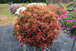 ColorBlaze Mini Me Watermelon Coleus (Solenostemon scutellarioides 'Mini Me Watermelon') at Lakeshore Garden Centres