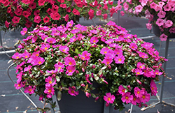 Mojave Fuchsia Portulaca (Portulaca grandiflora 'Mojave Fuchsia') at Lakeshore Garden Centres