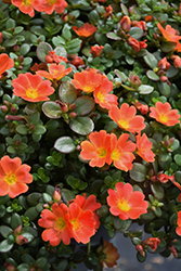 Mojave Tangerine Portulaca (Portulaca grandiflora 'Mojave Tangerine') at Lakeshore Garden Centres